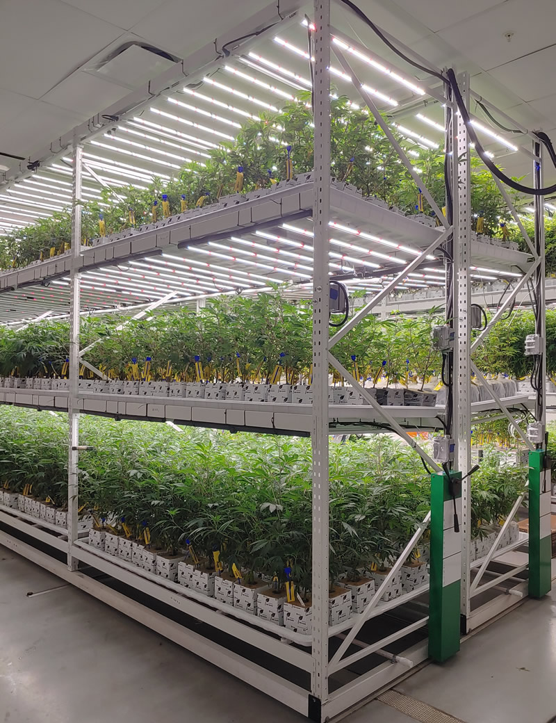 vertical growing systems for cannabis marijuana for sale. Indoor Vertical Farming equipment for sale. vertical farming racks, plant growing trays, and vertical growing racks for cannabis.