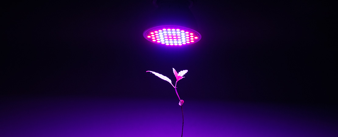 A hemp cannabis plant seedling under a hydroponic light. how to grow cannabis indoors with grow racks and vertical farming.