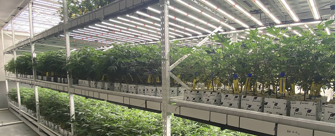 cannabis plants on vertical grow racks in indoor greenhouse vertical farming system.