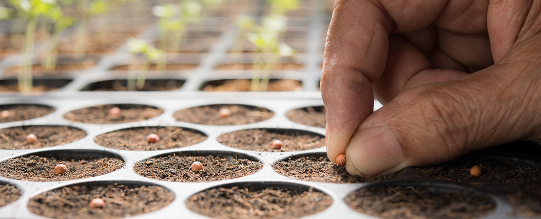Male hand planting hemp cannabis seeds in a grow tray