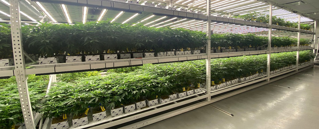 Photo of put plants growing on vertical grow rack systems from MMI Agriculture USA.