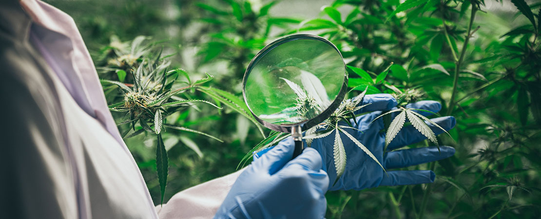 Scientist examining a hemp plant leaf in an indoor grow using vertical farming