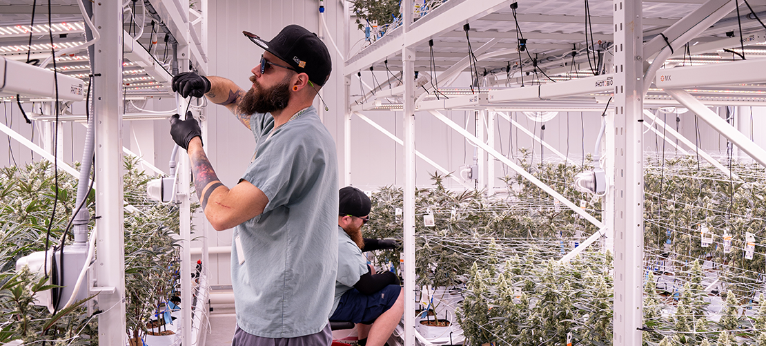 cannabis hemp plants showing that vertical farming systems are the key to growing profits