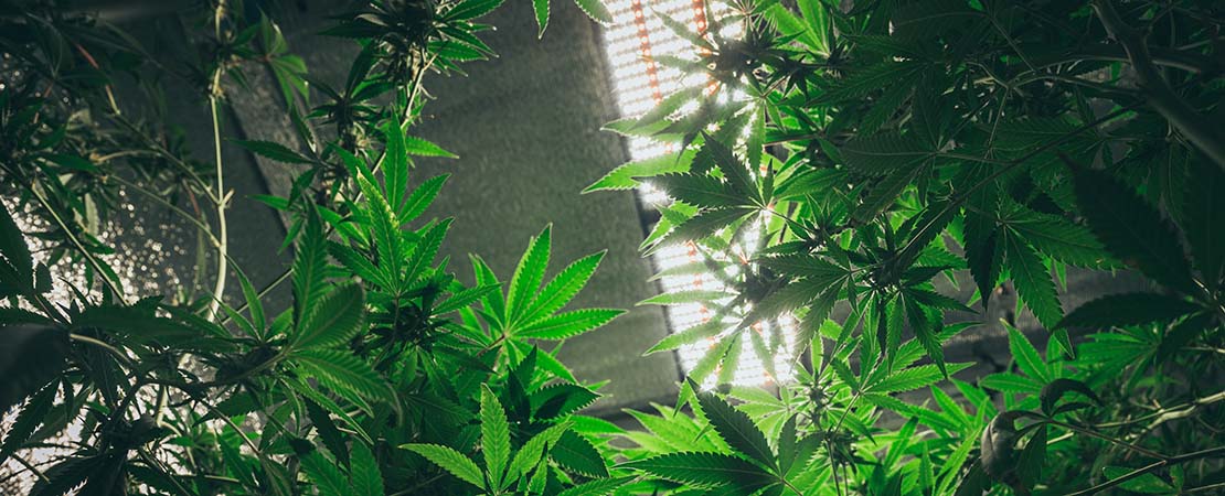 cannabis plants growing under LED lights. buy vertical grow rack systems in the USA.