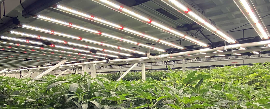 cannabis marijuana plants growing on vertical grow racks in an indoor warehouse in the USA