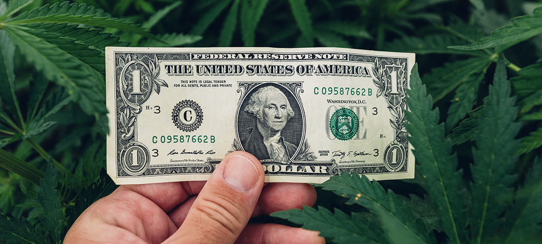 image of US currency in front of cannabis hemp plants showing that vertical farming systems are the key to growing profits