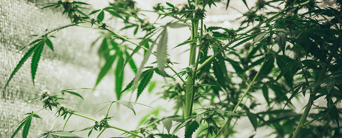 marijuana plants growing on vertical grow racks.