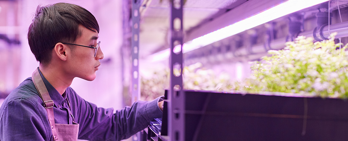 greenhouse worker tending marijuana plants on mobile carriages and grow racks