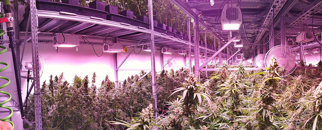 indoor cannabis grow room using vertical grow racks