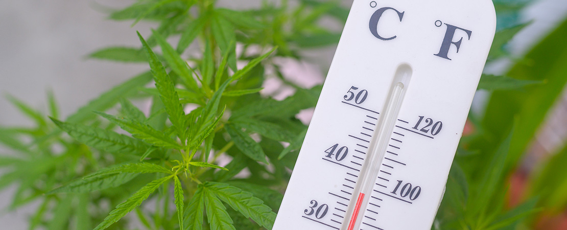 thermometer taking the temperature inside a marijuana grow room with vertical farming technology.
