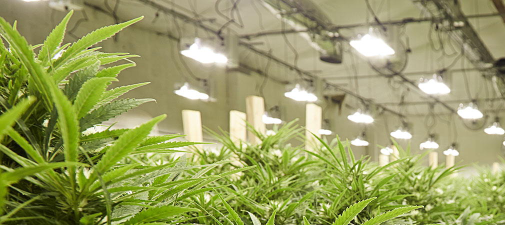 image of indorr warehouse where cannabis hemp marijuana plants grow on mobile carriages, vertical grow racks, grow trays.
