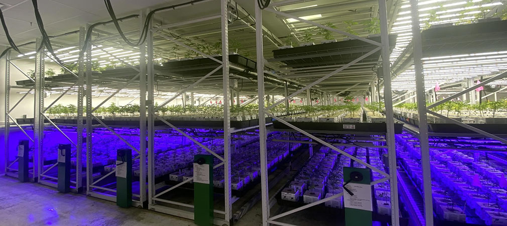 Cannabis Hemp and marijuana plants growing on vertical grow rack systems