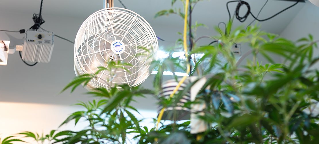 commercial grow room ventilation inspection. how to ventilate your cannabis grow room.