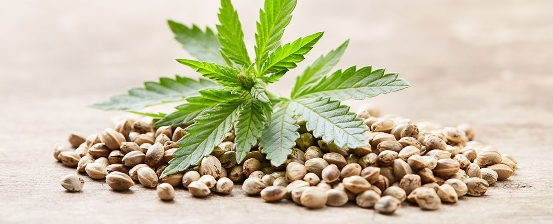 cannabis hemp seeds