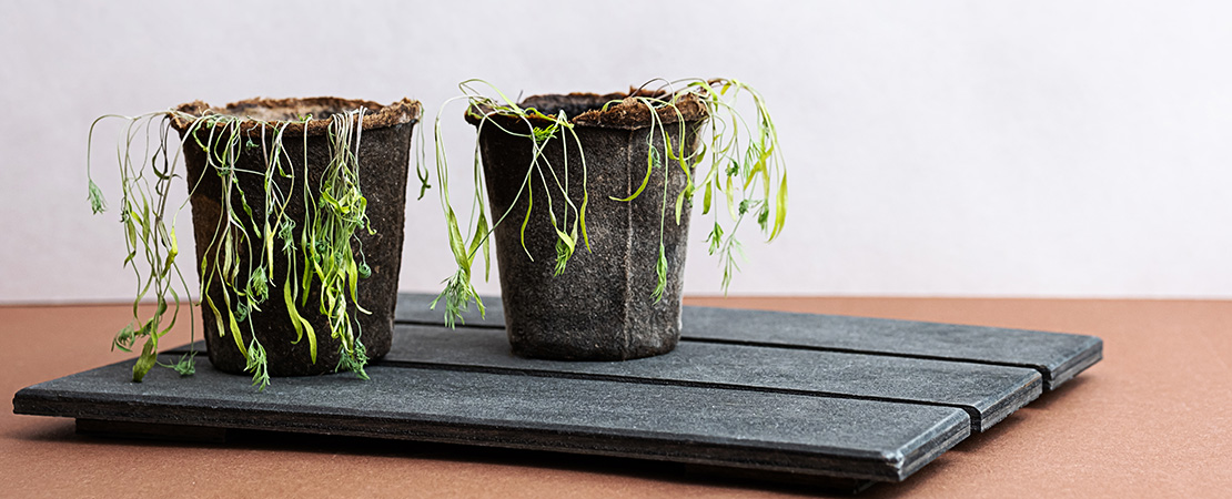 dead plants in planters