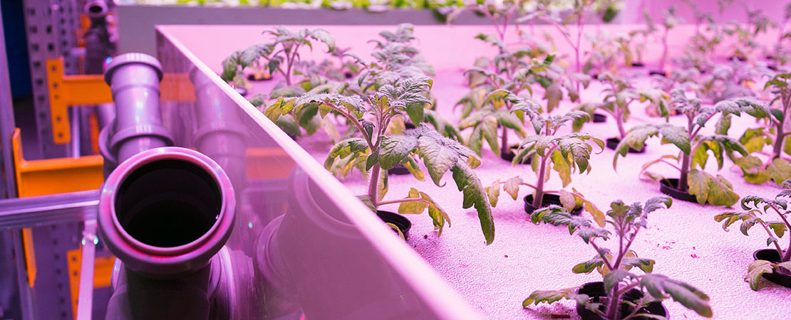plants growing in a hydroponic vertical grow operation. buy vertical grow racks for cannabis and hemp.