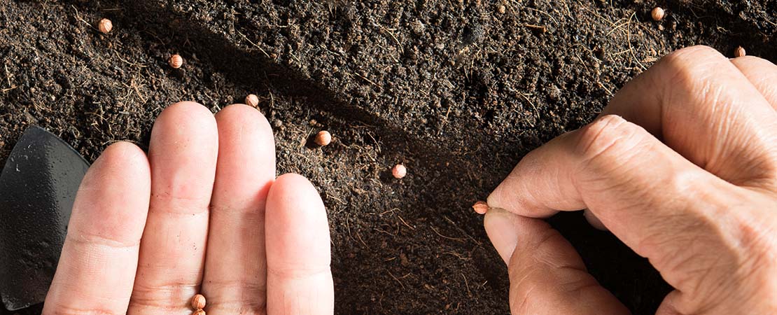 Planting cannabis seeds directly in soil.