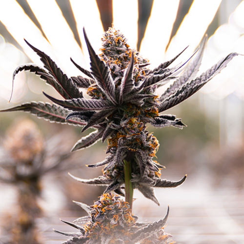 flowering cannabis under LED light