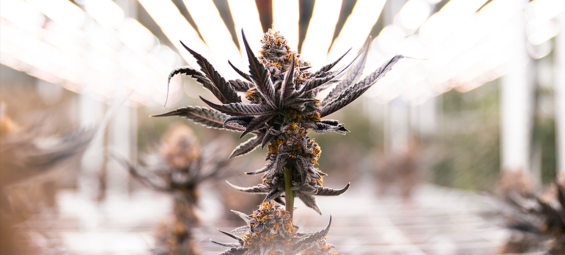 flowering cannabis under LED light