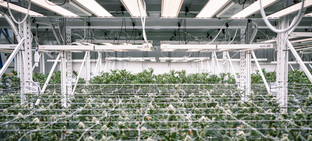 cannabis plants growing with indoor marijuana growing systems.
