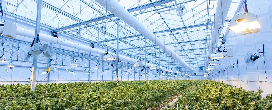 Indoor cannabis greenhouse with ventilation sand vertical grow equipment. Key Components And Tips On Ventilation Systems And How They Affect Airflow