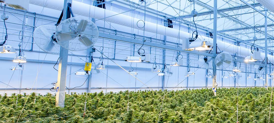 airflow ventilation in commercial cannabis grow room