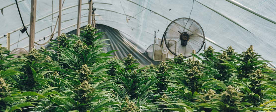 Marijuana growing indoors using vertical farming systems.