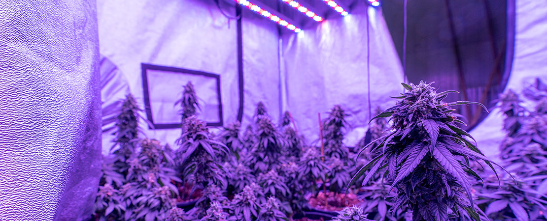 Marijuana Grow Tents System