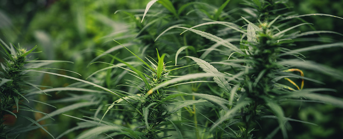 Cannabis growing indoors using vertical growing equipment.