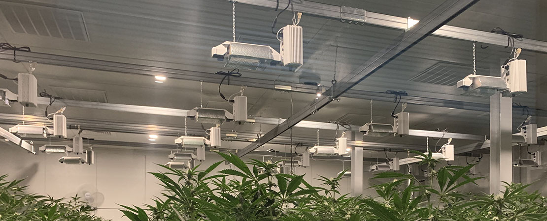 Dehumidification with ventilation in a commercial cannabis grow room. Vertical farming technology for growing marijuana.
