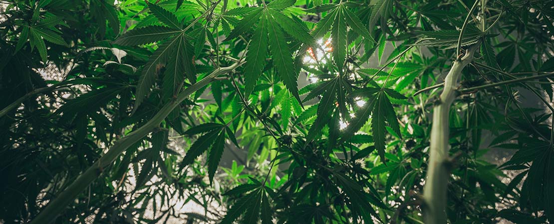 Cannabis plants growing indoors using vertical farming equipment. Vertical farming airflow technology.
