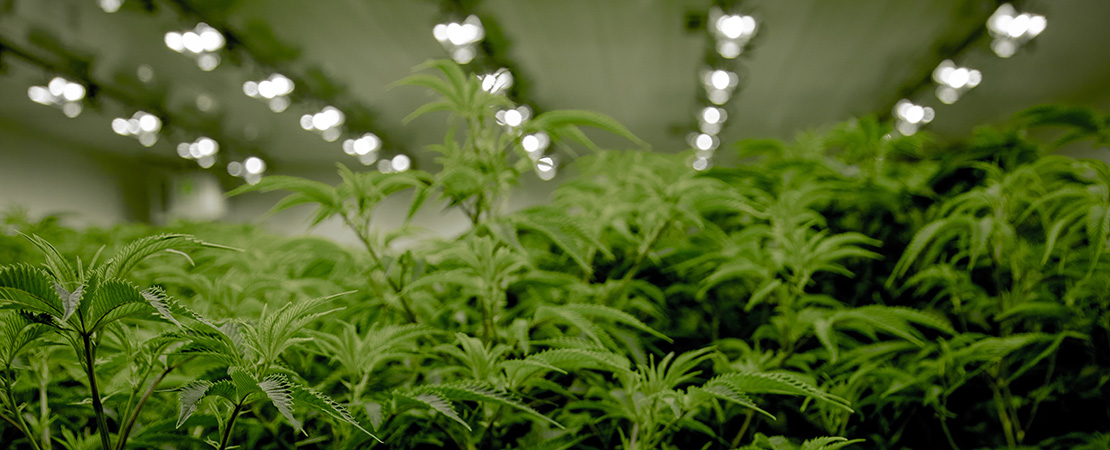 Cannabis plants growing under proper lighting in an indoor cannabis grow facility.