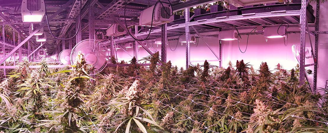 LED lights over cannabis plants in a commercial grow greenhouse.