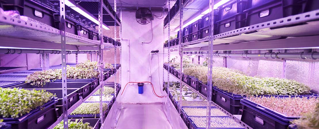 Cannabis plants growing in a commercial grow room using vertical farming technology and vertical grow racks.
