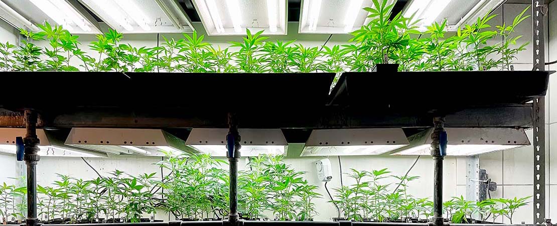 Vertical farming system for sale. Grow cannabis indoors using vertical racks. Create the perfect commercial grow facility design to grow cannabis indoors. Buy commercial indoor growing systems.