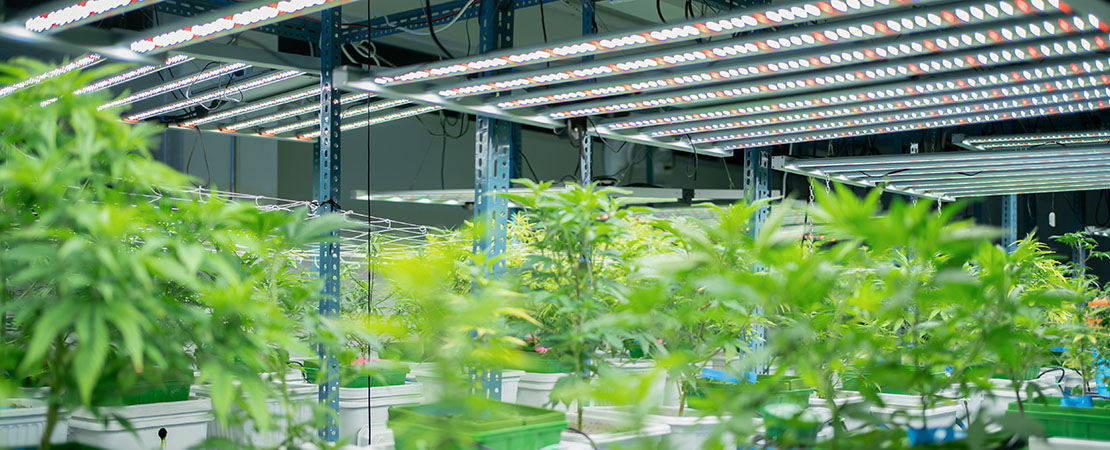 Cannabis plants thriving in a vertical farming facility using vertical grow racks & mobile carriages.