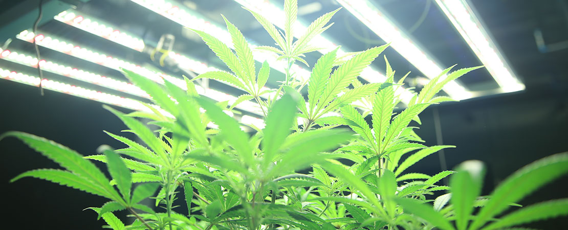 cannabis growing vertically under LED lighting systems. indoor grow systems. rolling shelving for vertical farming.