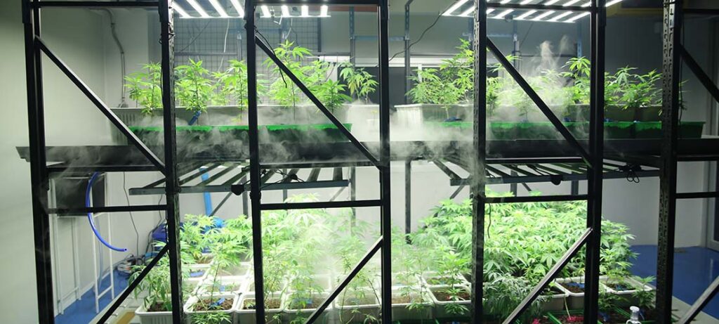 Cannabis plants on vertical grow shelves with plant racks indoors. Grow Cannabis Vertically