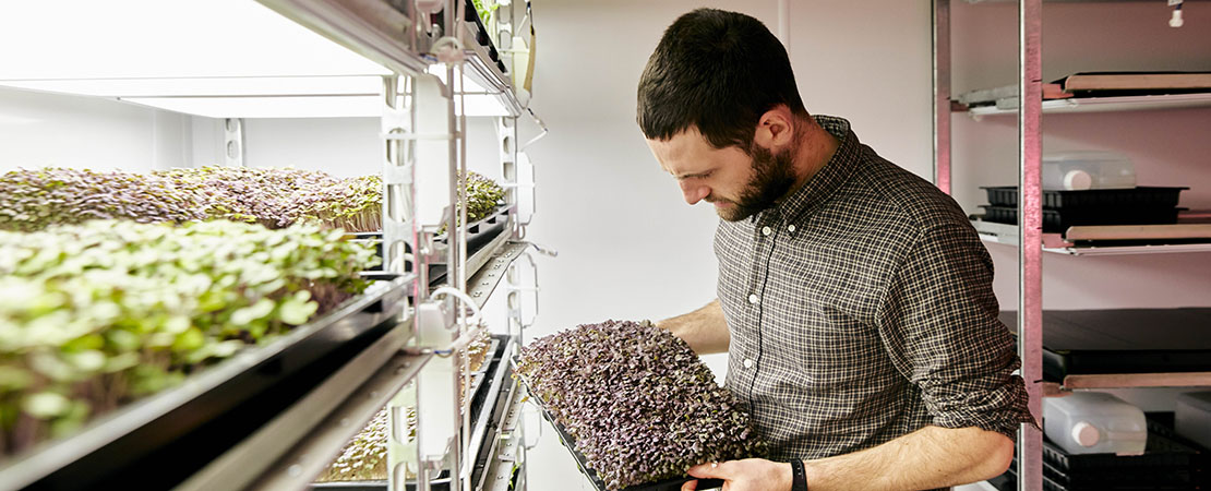 Man inspecting plants growing in a vertical farming facility. Cannabis Vertical Farming and indoor grow systems. plant racks indoor. vertical shelving.