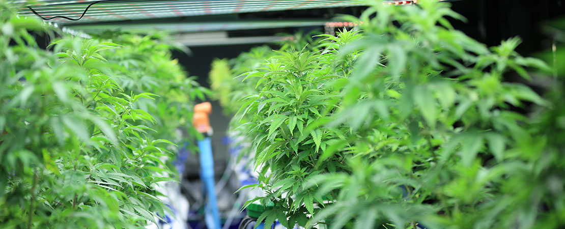 Cannabis plants on vertical grow racks. indoor grow systems. vertical farming. grow room equipment. 