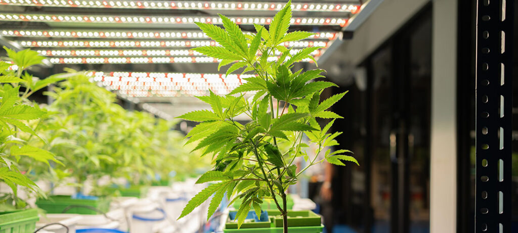 cannabis plants growing inside a vertical cannabis farming set up.