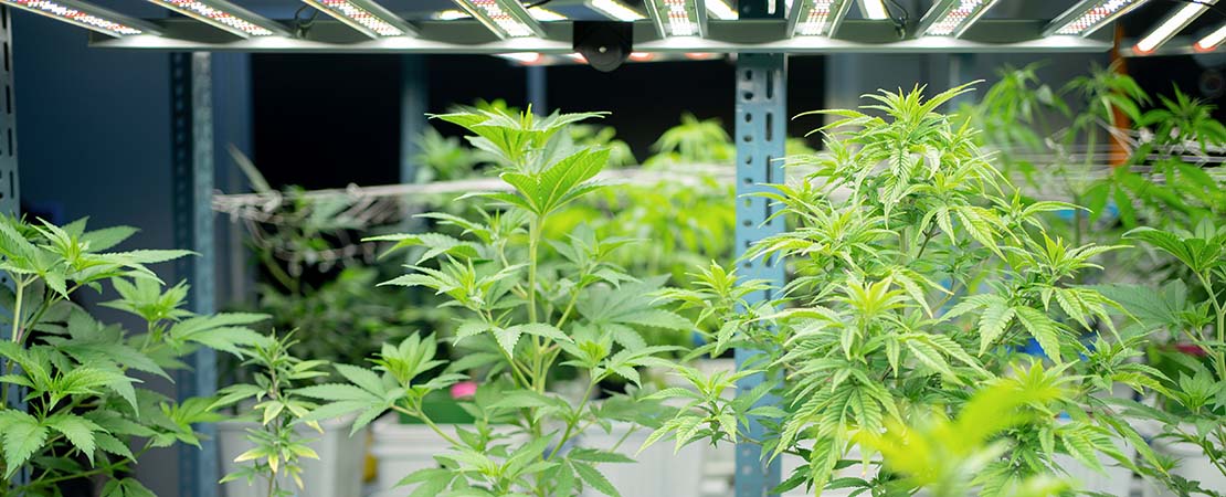 Cannabis plants on vertical grow racks in an indoor vertical farming grow house. grow cannabis vertically with grow racks from MMI Agriculture.