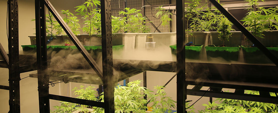 Cannabis plants growing indoor in Vertical Growing Systems from MMI Agriculture. Vertical farming equipment. 