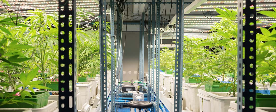 Cannabis plant growing is a vertical cannabis farming set up. rolling shelving for indoor cannabis grow operation. indoor grow systems form cannabis and hemp.