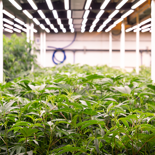 Indoor cannabis farming under LED grow lights