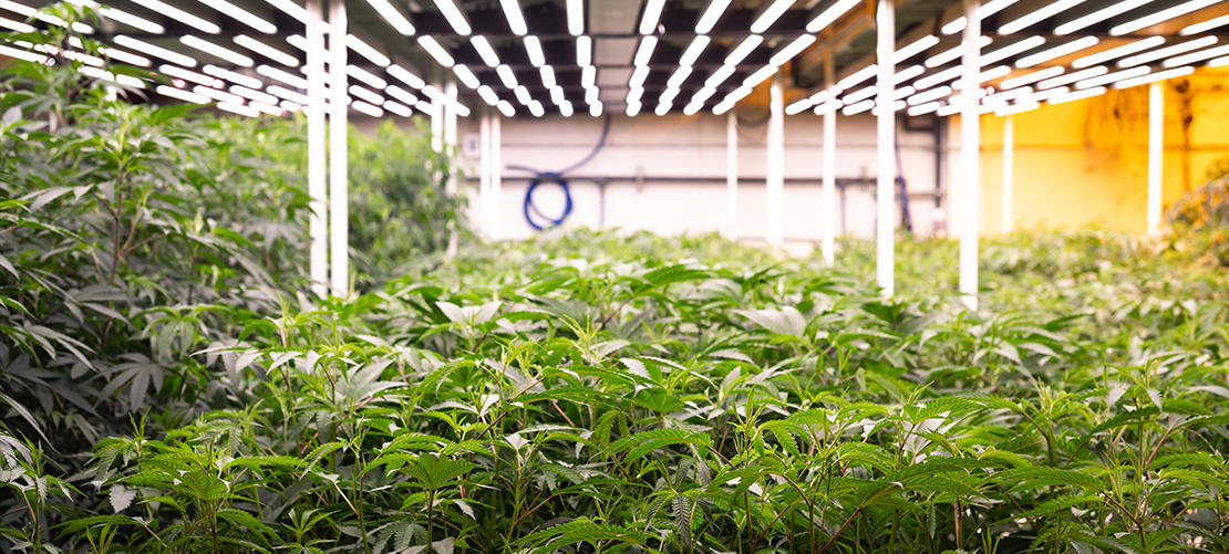Indoor cannabis farming under LED grow lights