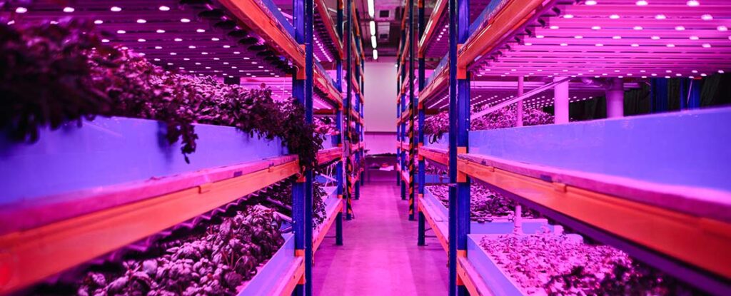 Vertical Farming Archives - MMI Agriculture Solutions