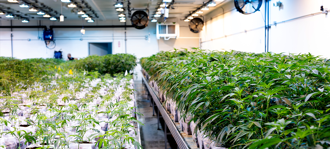 Indoor cannabis growth