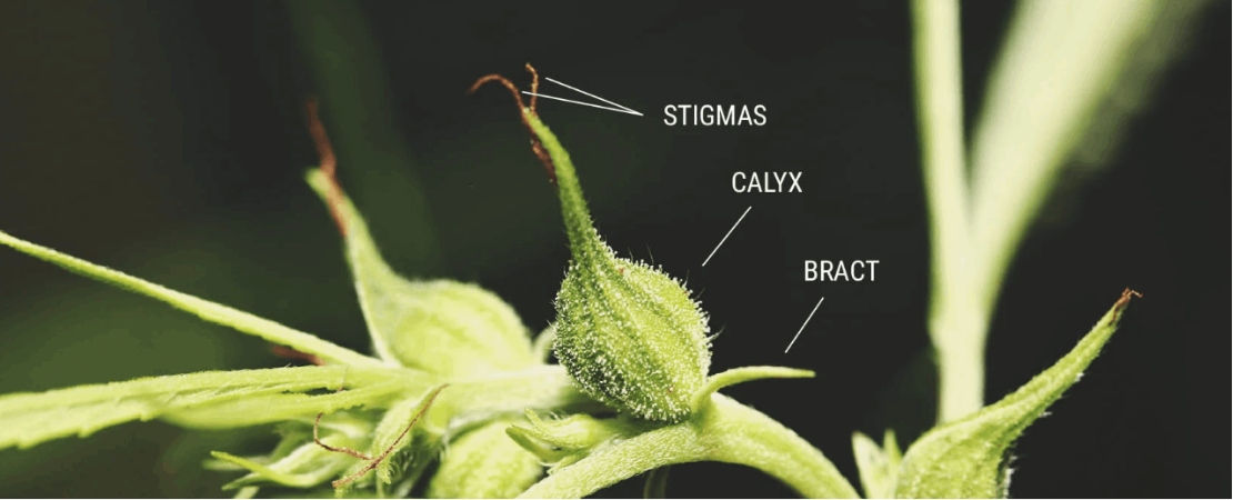 The cannabis female reproductive system is contained in the bract. The bracts are green tear-shaped leaves that are generously sprinkled with resin glands.