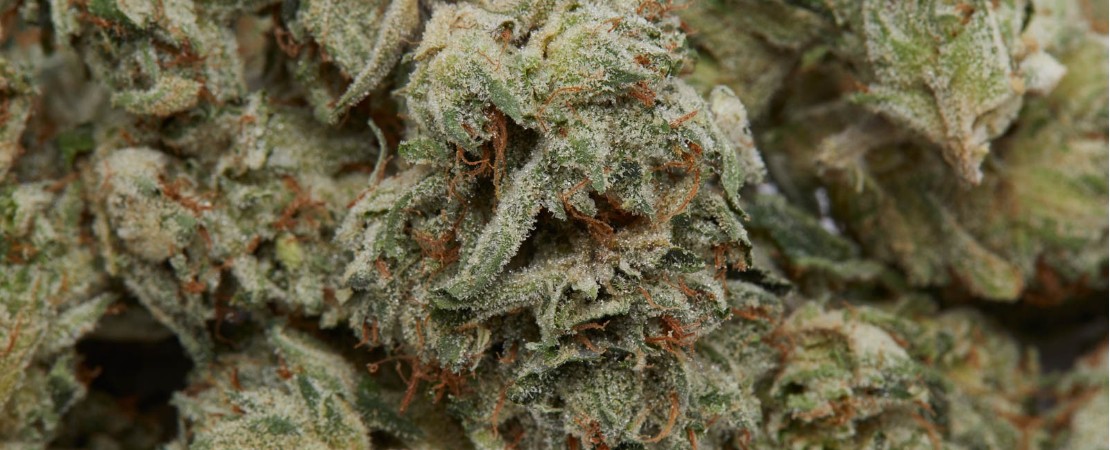 After two to four weeks, your cannabis should be appropriately cured to preserve all the flavors, potency, and aromas.
